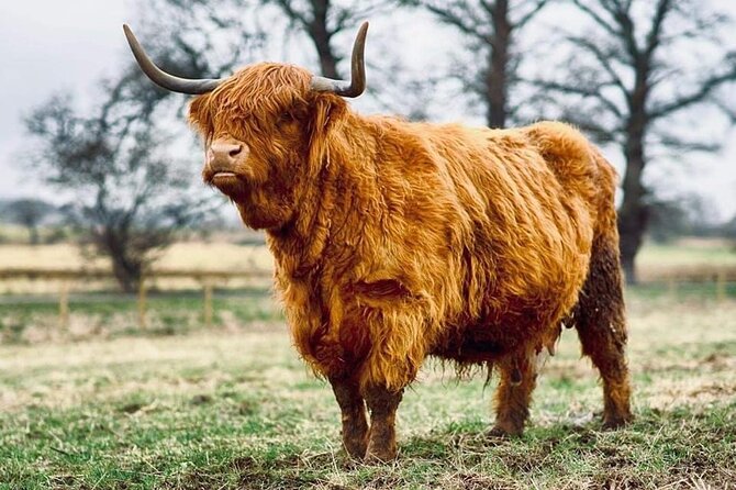 Cawdor Castle, Inverness, Culloden, Outlander and Loch Ness Tour - Inverness Break Time: Shopping, Churches, and a Castle With Renovation Limits
