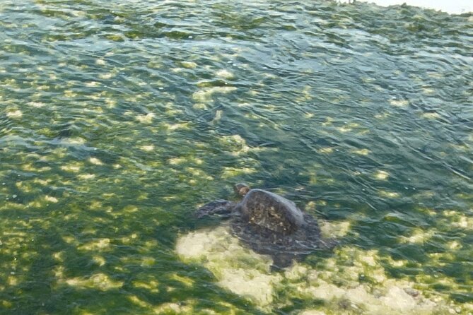 Half Day Deluxe Island Movie Tour: LOST, Jurassic, Pirates - Turtle Bay lunch on the North Shore: the value move