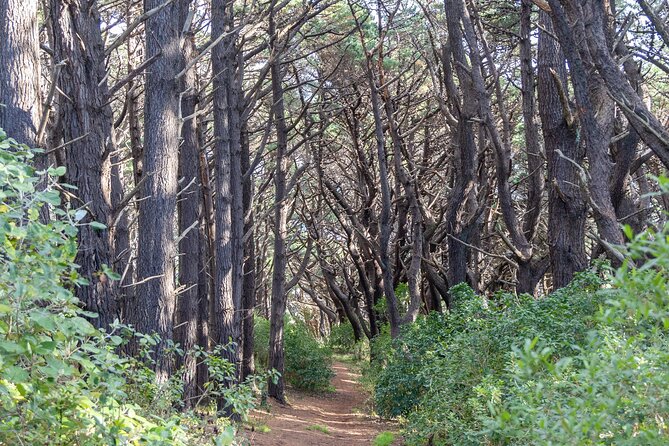 Lord of the Rings 1/2 day Tour to rule them all incl. Weta Tour - The Courtenay Place Cinema Stop: Embassy Theatre and a Quick City Primer