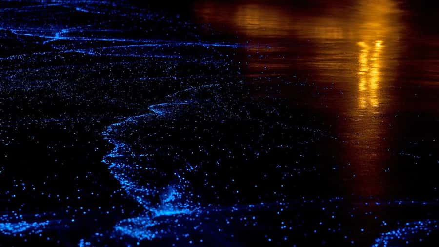 Twilight Sea Canoe to James Bond Island w/ Glowing Plankton - Limestone Caves to Ko Hong and Panak: The Kayaking That Actually Feels Guided